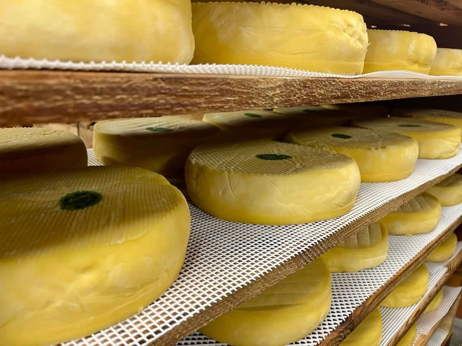 Saint-Nectaire fermier de la Ferme du Bois Joli, fromage partenaire vendu à la Fromagerie des Patrouillats